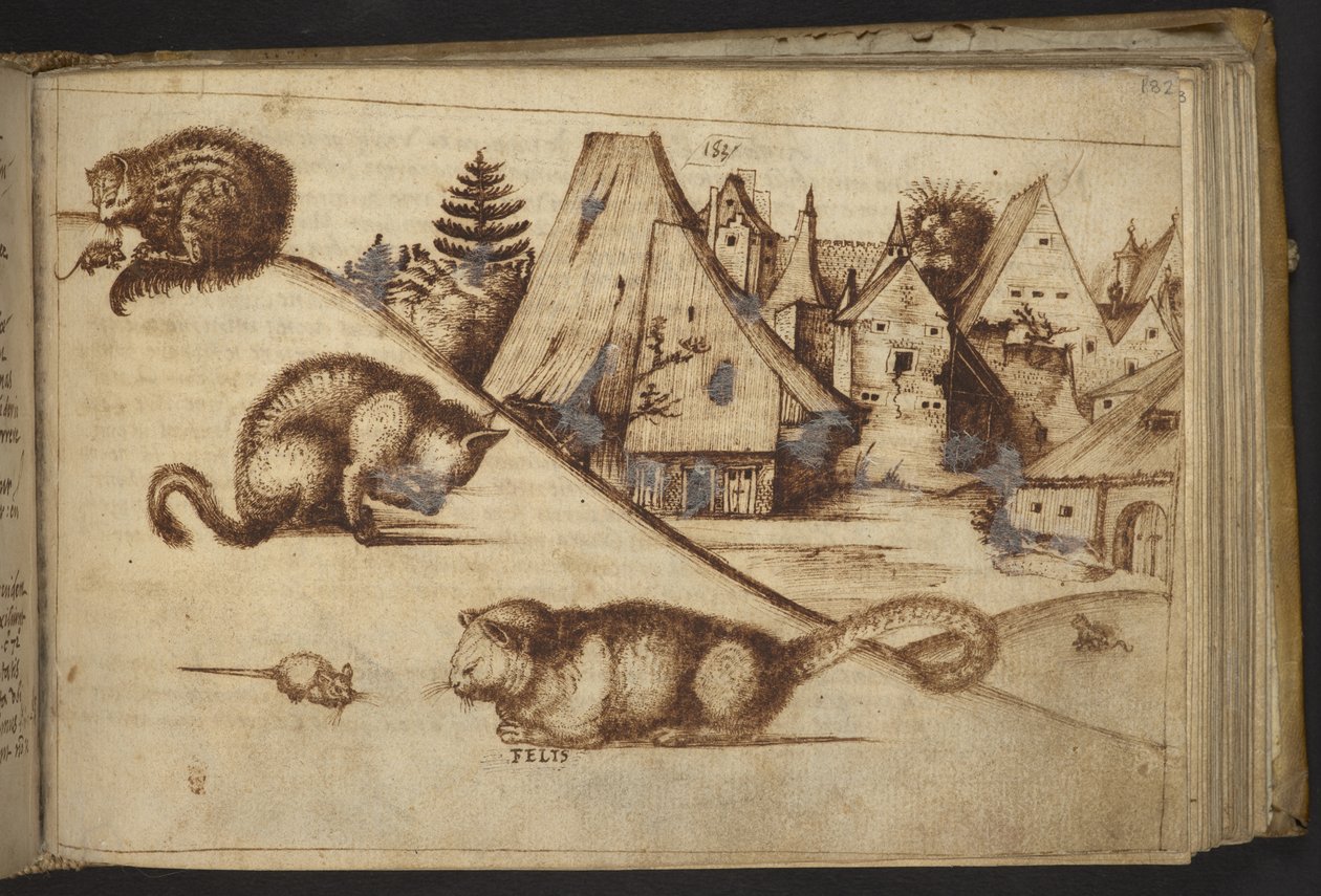 Add.82955，f.182 猫捉老鼠（