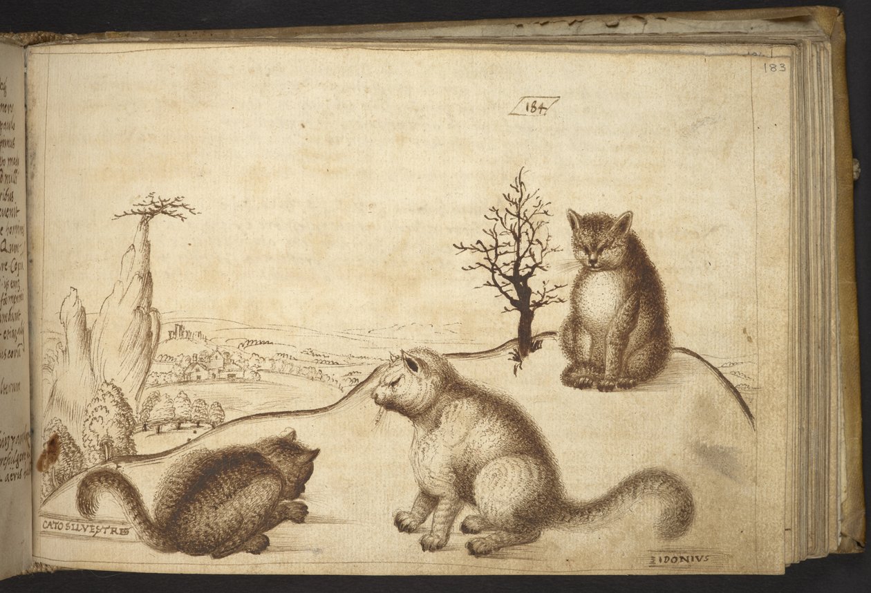Add.82955，f.183 野猫（