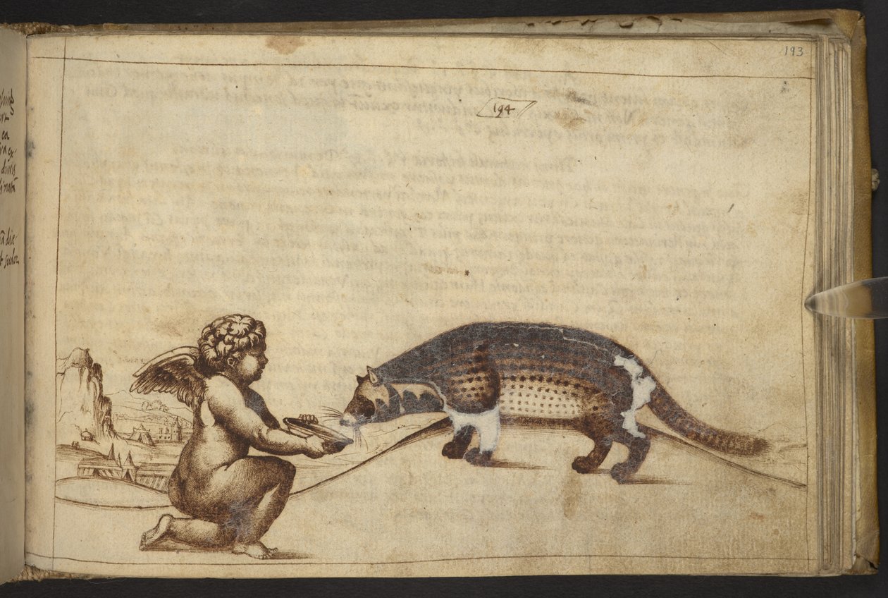 Add.82955, f.193 Cherub and a creature. , from Historia Animalium, (包括 245 幅不同种类动物和神话生物的笔墨图画，每幅都附有说明。) 1595 作者 意大利学校