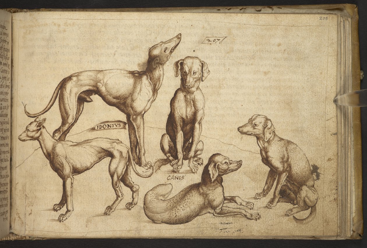 Add.82955，f.206 不同品种的狗（"canis"），选自 Historia Animalium，（包括 245 幅不同种类动物和神兽的笔墨画，每幅画都附有说明）1595 作者 意大利学校