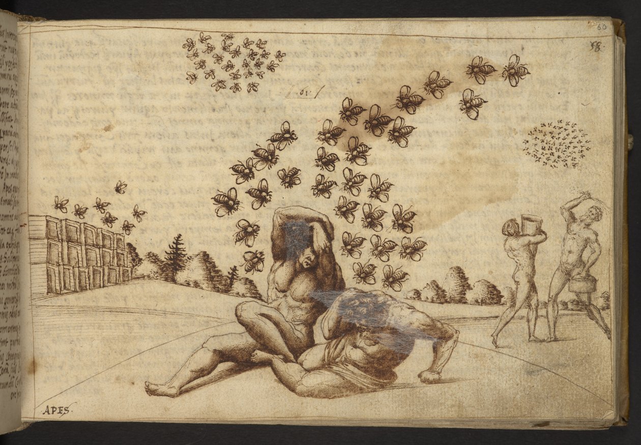添加：82955，f.60 蜜蜂（"猿"）。82955，f.60 蜜蜂（"猿"），选自 Historia Animalium，（由 245 幅不同种类的动物和神兽的笔墨画组成，每幅画都附有说明。 作者 意大利学校