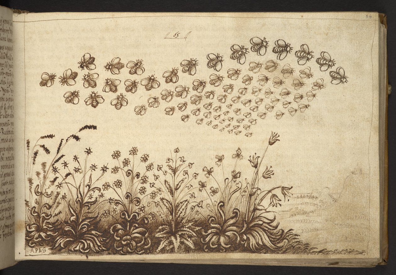 Add.82955，f.64 蜜蜂（"猿"），选自 Historia Animalium，（包括 245 幅不同种类动物和神兽的笔墨画，每幅画都附有说明。 作者 意大利学校