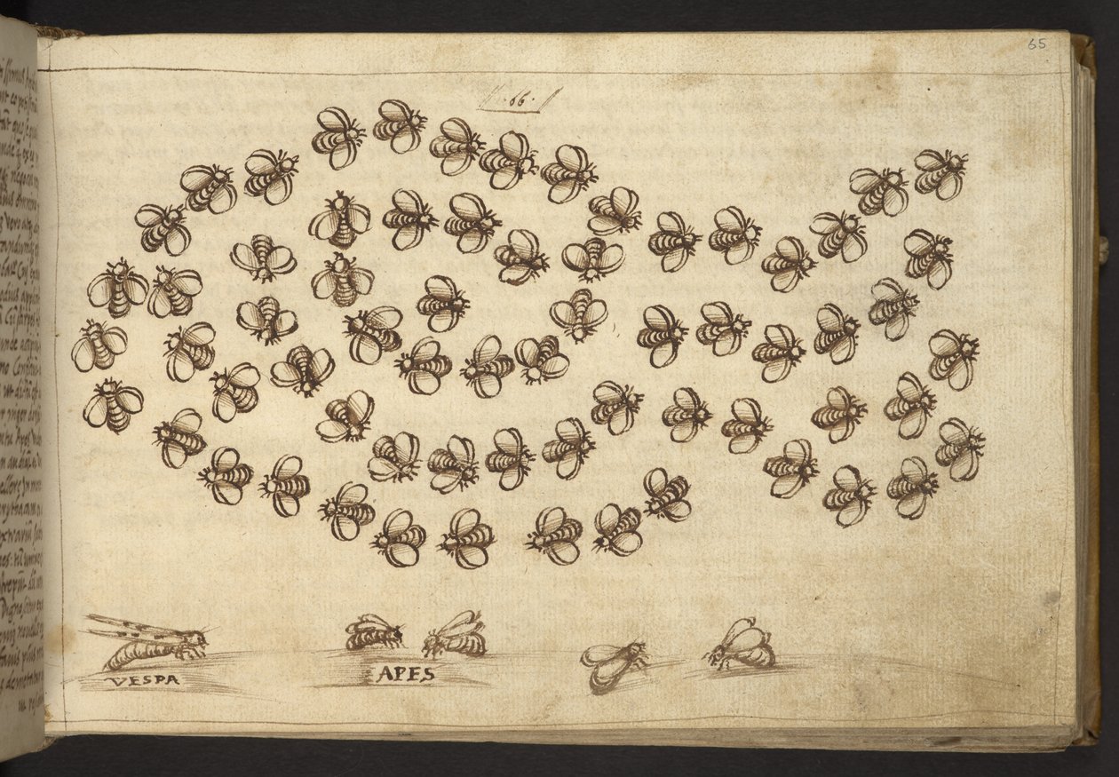 Add.82955，f.65 蜜蜂（"猿"），选自 Historia Animalium，（由 245 幅不同种类的动物和神兽的笔墨画组成，每幅画都附有说明。 作者 意大利学校