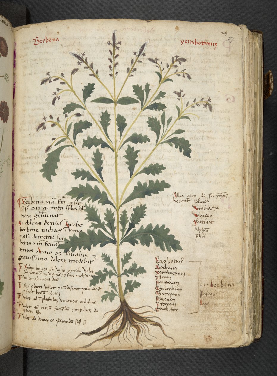 添加 MS 41623“草药”，贝卢诺（牛皮纸上的墨水和颜色） 作者 意大利学校