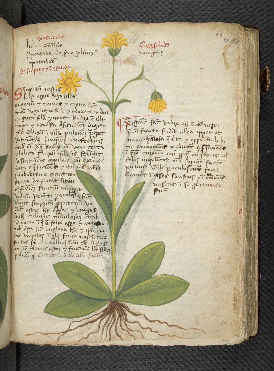 添加 MS 41623 "一味草药"，贝鲁诺（牛皮纸上的墨水和色彩） 作者 意大利学校