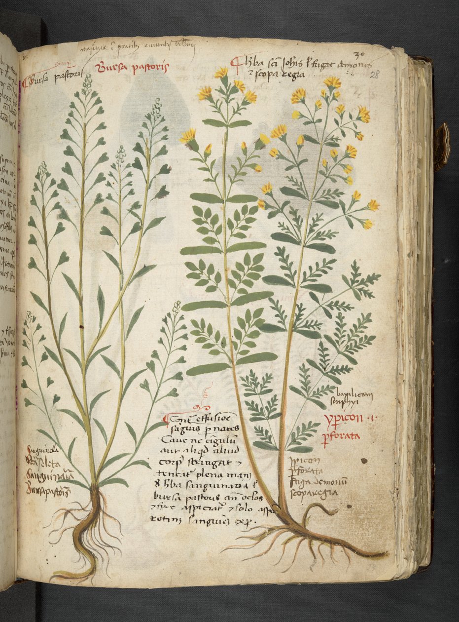 添加 MS 41623“草药”，贝卢诺（牛皮纸上的墨水和颜色） 作者 意大利学校