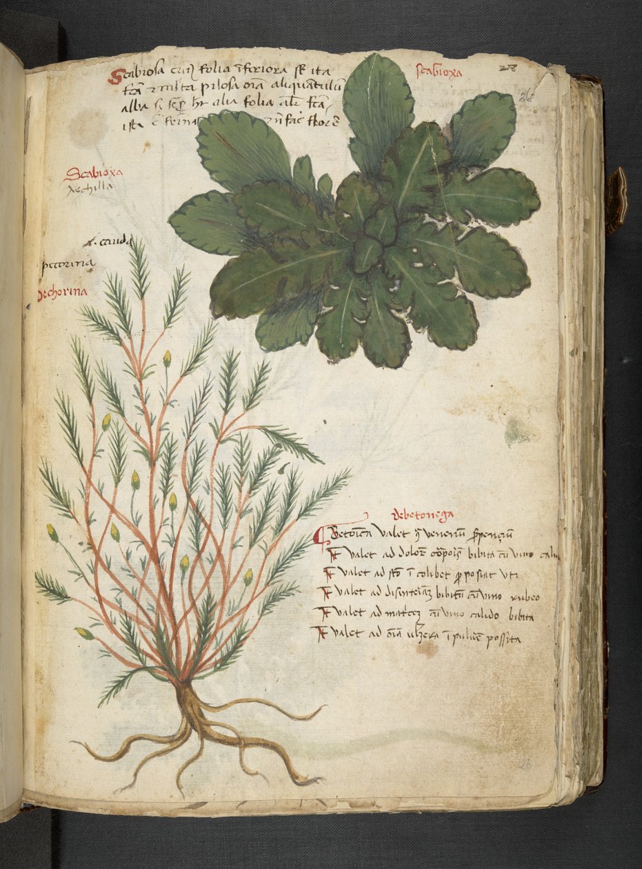 添加 MS 41623 "一味草药"，贝鲁诺（牛皮纸上的墨水和色彩） 作者 意大利学校