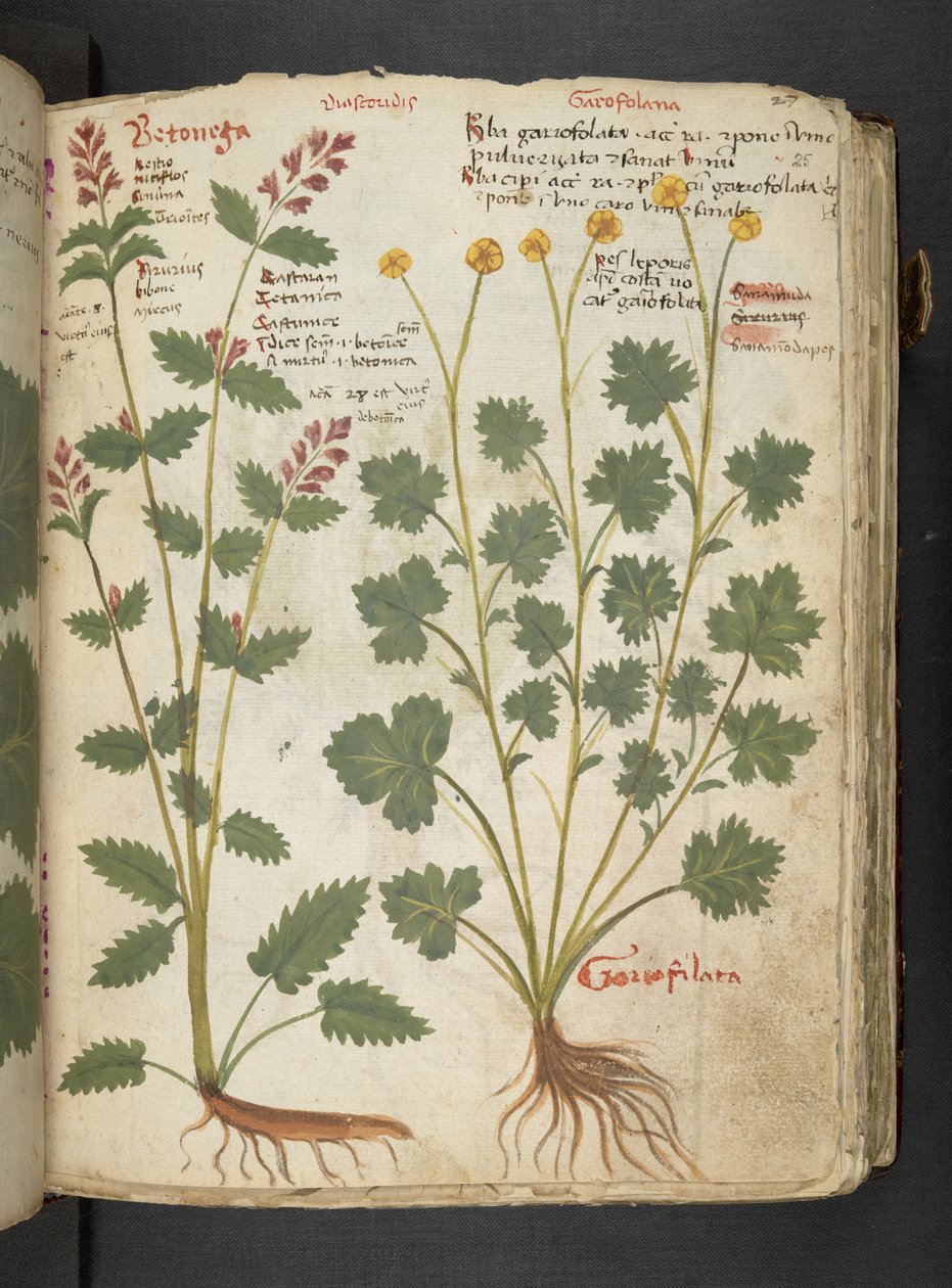 添加 MS 41623 "一味草药"，贝鲁诺（牛皮纸上的墨水和色彩） 作者 意大利学校