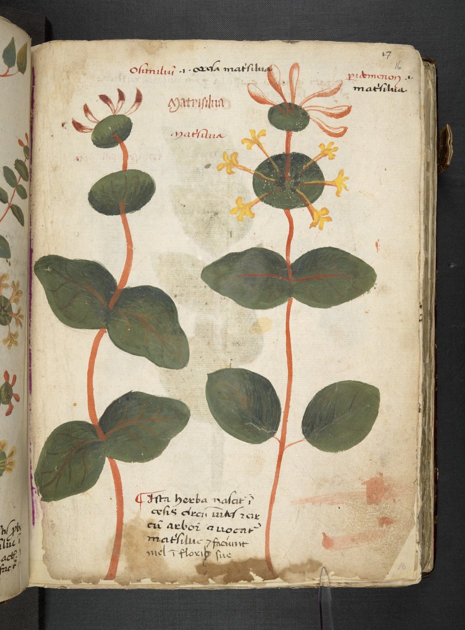 添加 MS 41623“草药”，贝卢诺（牛皮纸上的墨水和颜色） 作者 意大利学校