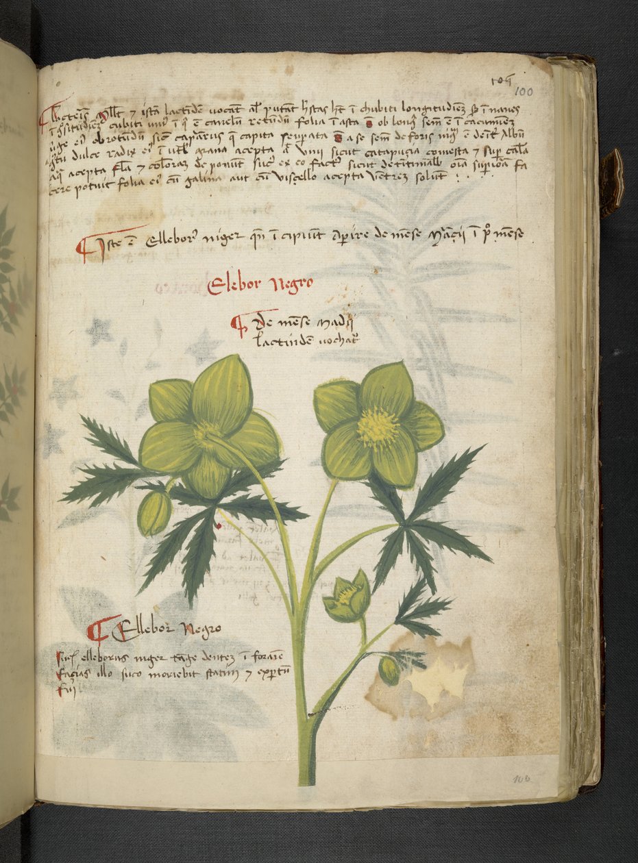 添加 MS 41623“草药”，贝卢诺（牛皮纸上的墨水和颜色） 作者 意大利学校