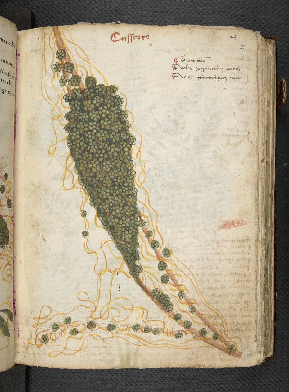添加 MS 41623“草药”，贝卢诺（牛皮纸上的墨水和颜色） 作者 意大利学校