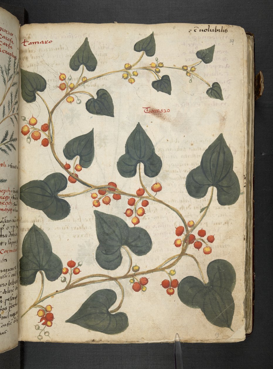 添加 MS 41623“草药”，贝卢诺（牛皮纸上的墨水和颜色） 作者 意大利学校