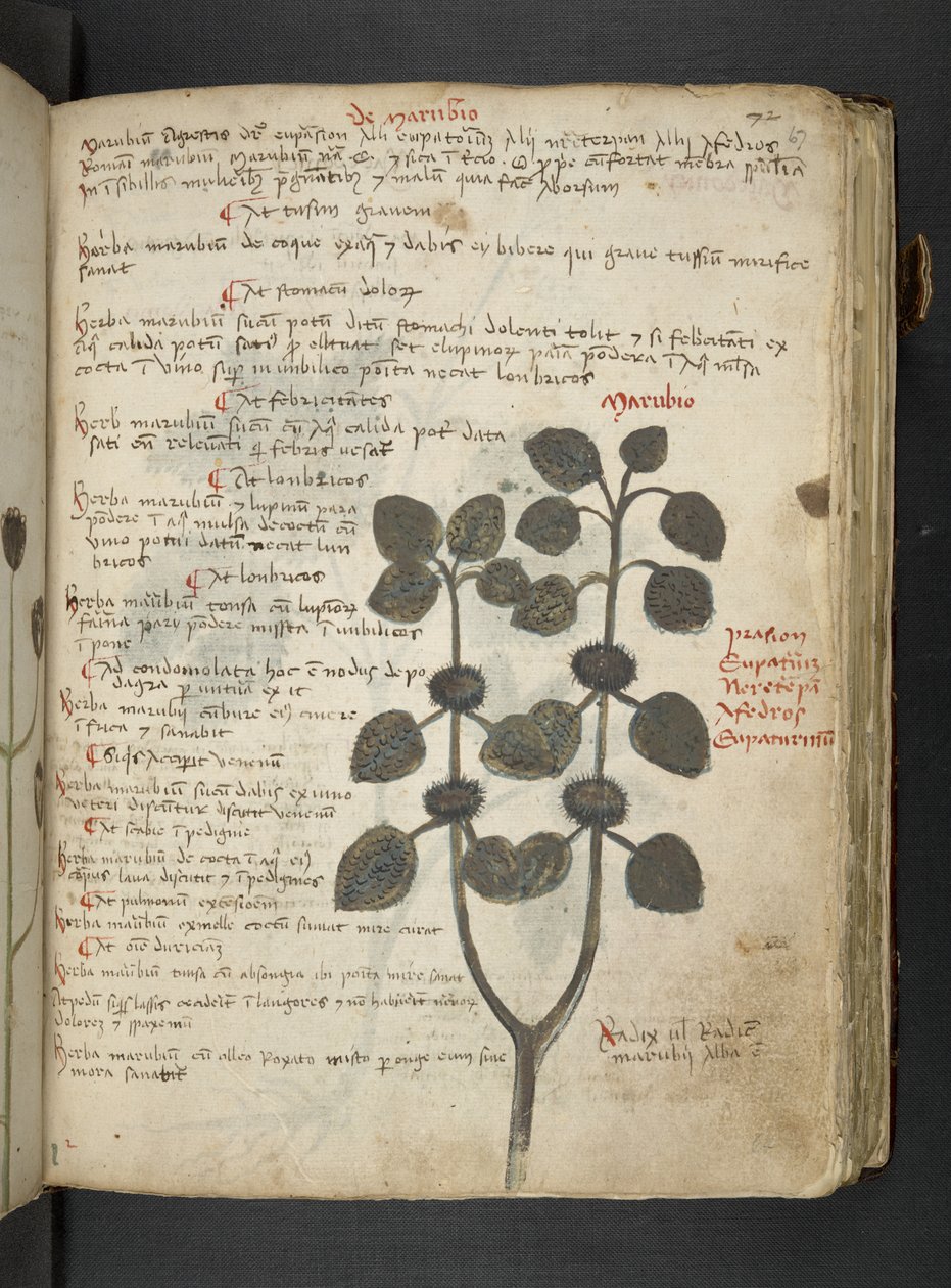 添加 MS 41623 "一味草药"，贝鲁诺（牛皮纸上的墨水和色彩） 作者 意大利学校