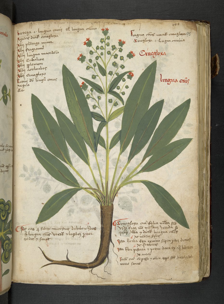 添加 MS 41623“草药”，贝卢诺（牛皮纸上的墨水和颜色） 作者 意大利学校