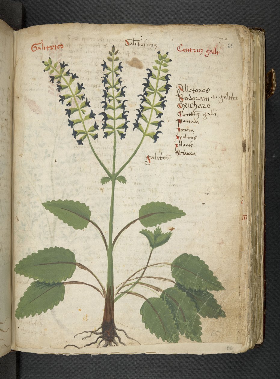添加 MS 41623“草药”，贝卢诺（牛皮纸上的墨水和颜色） 作者 意大利学校
