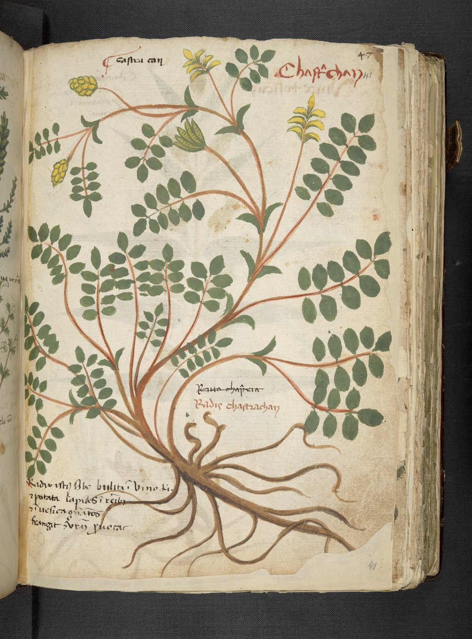 添加 MS 41623“草药”，贝卢诺（牛皮纸上的墨水和颜色） 作者 意大利学校