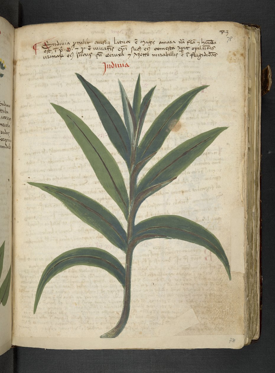 添加 MS 41623 "一味草药"，贝鲁诺（牛皮纸上的墨水和色彩） 作者 意大利学校