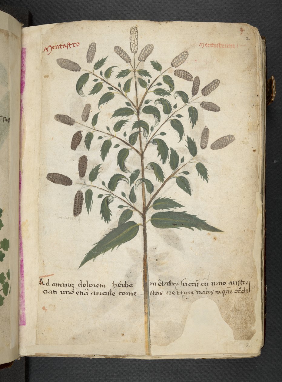 添加 MS 41623“草药”，贝卢诺（牛皮纸上的墨水和颜色） 作者 意大利学校