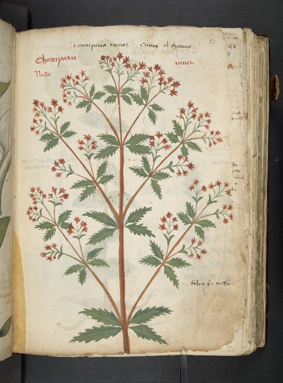添加 MS 41623 "一味草药"，贝鲁诺（牛皮纸上的墨水和色彩） 作者 意大利学校