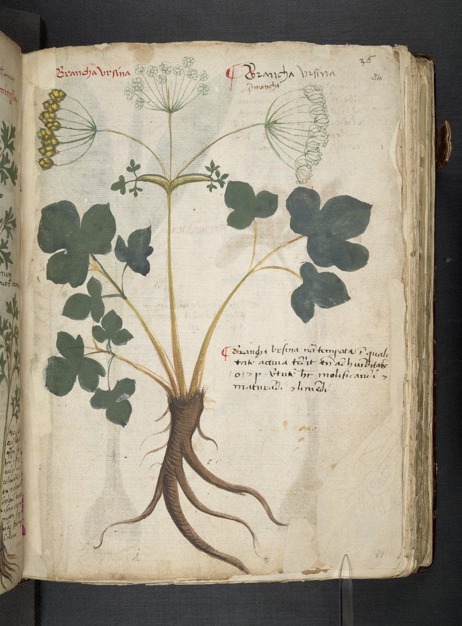 添加 MS 41623“草药”，贝卢诺（牛皮纸上的墨水和颜色） 作者 意大利学校