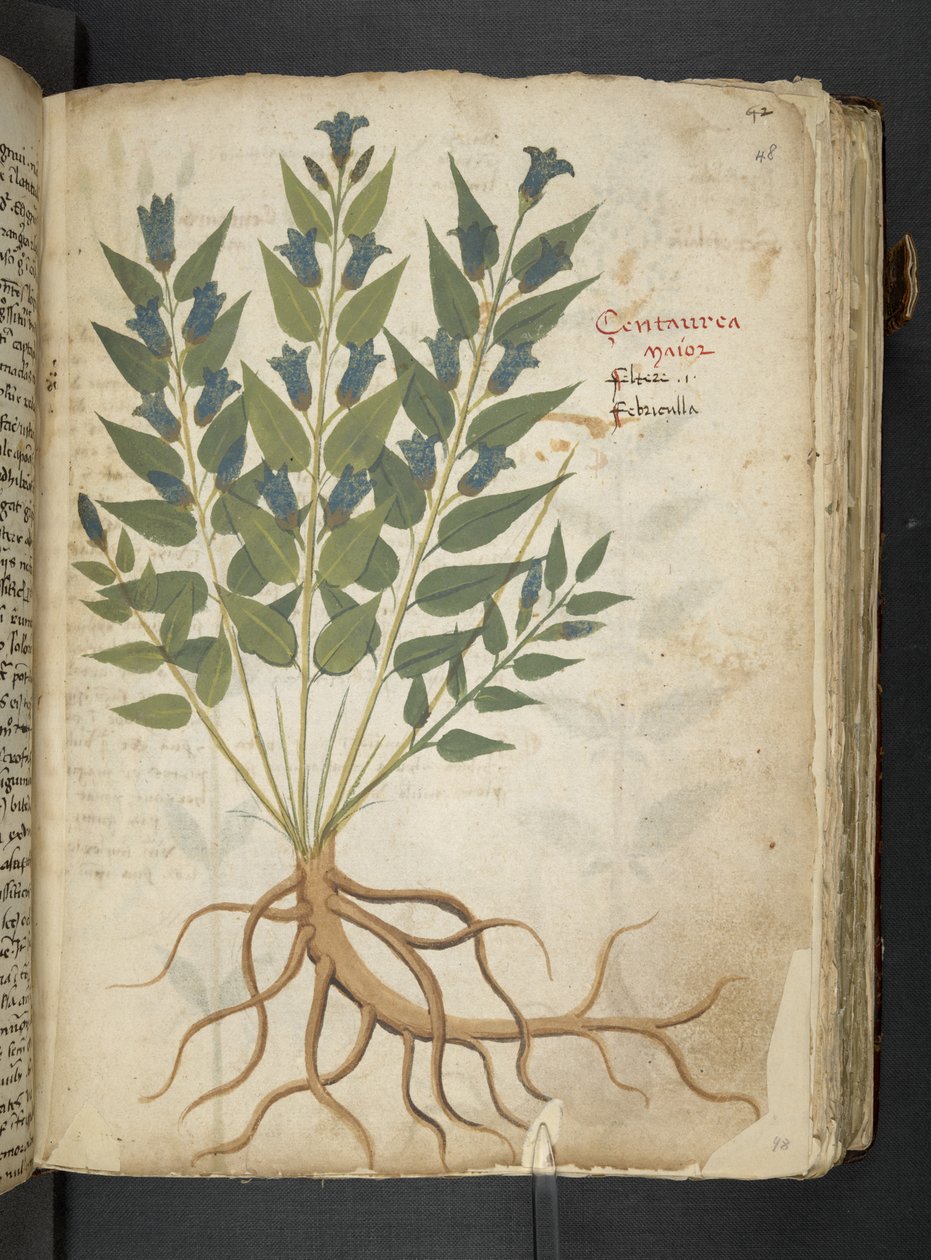 添加 MS 41623“草药”，贝卢诺（牛皮纸上的墨水和颜色） 作者 意大利学校
