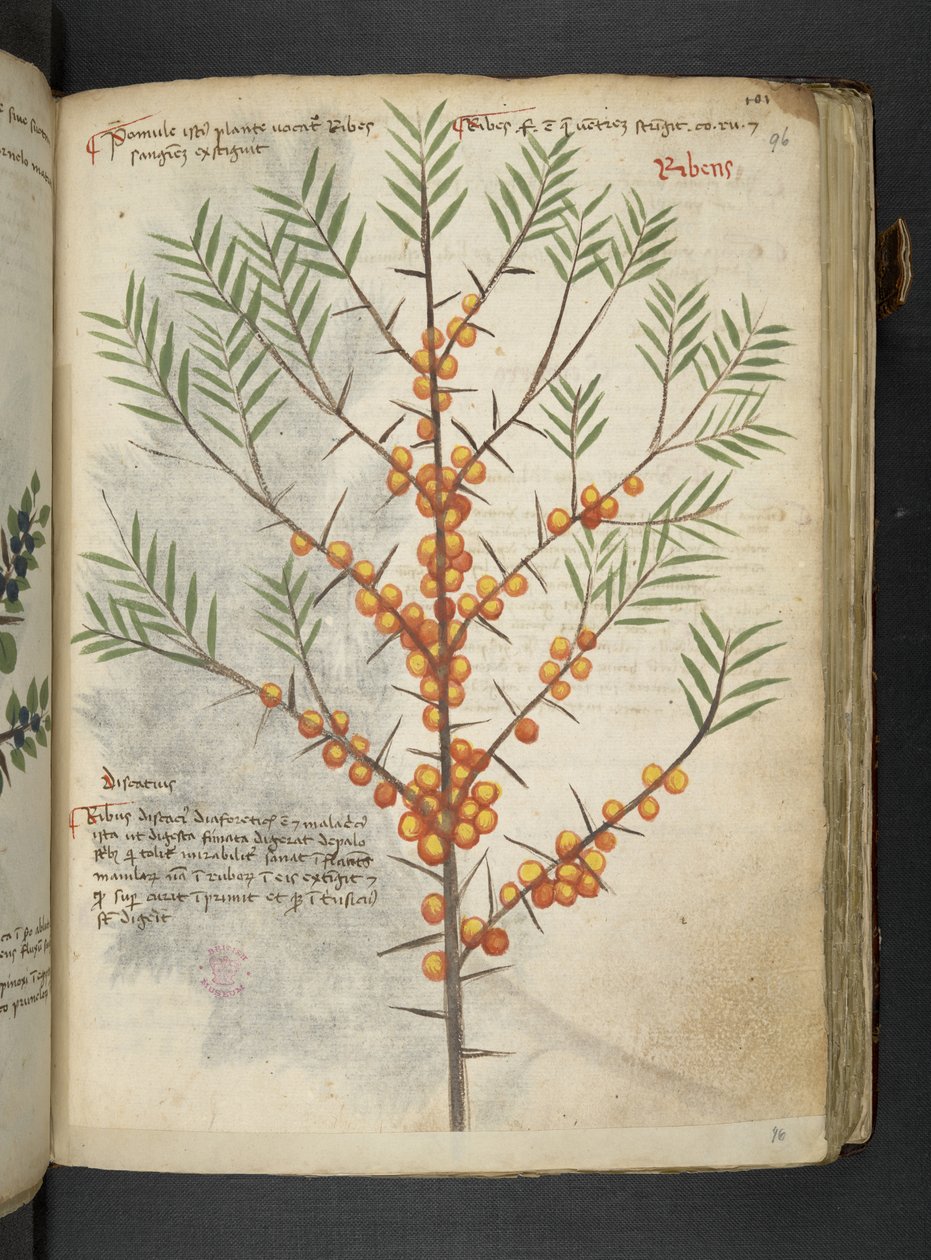 添加 MS 41623“草药”，贝卢诺（牛皮纸上的墨水和颜色） 作者 意大利学校