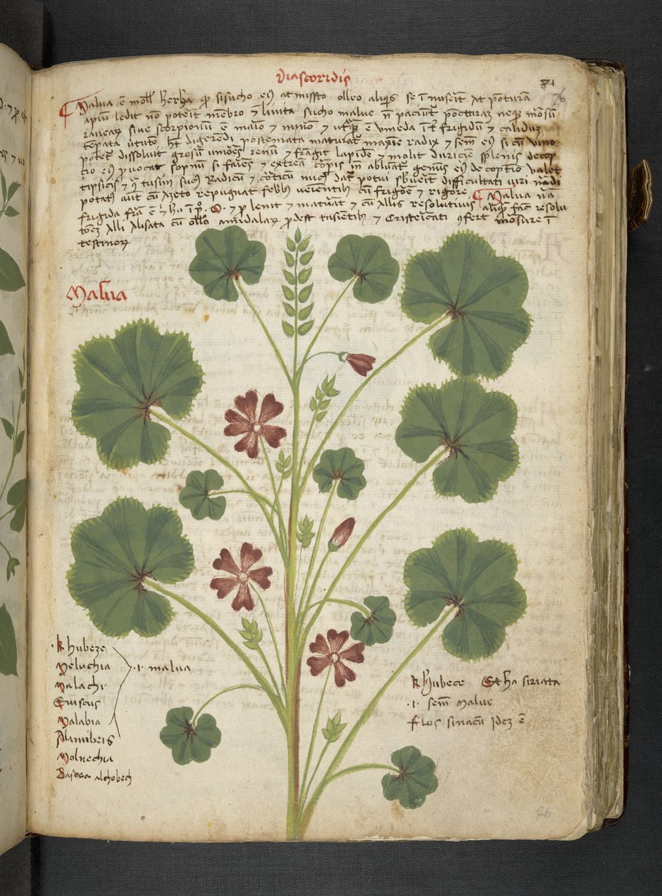 添加 MS 41623“草药”，贝卢诺（牛皮纸上的墨水和颜色） 作者 意大利学校