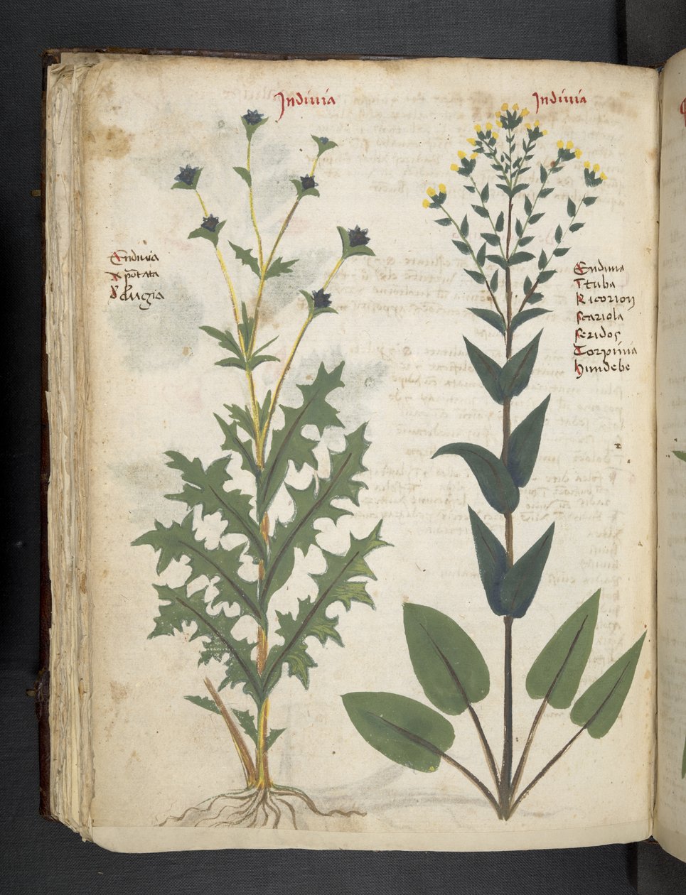 添加 MS 41623“草药”，贝卢诺（牛皮纸上的墨水和颜色） 作者 意大利学校