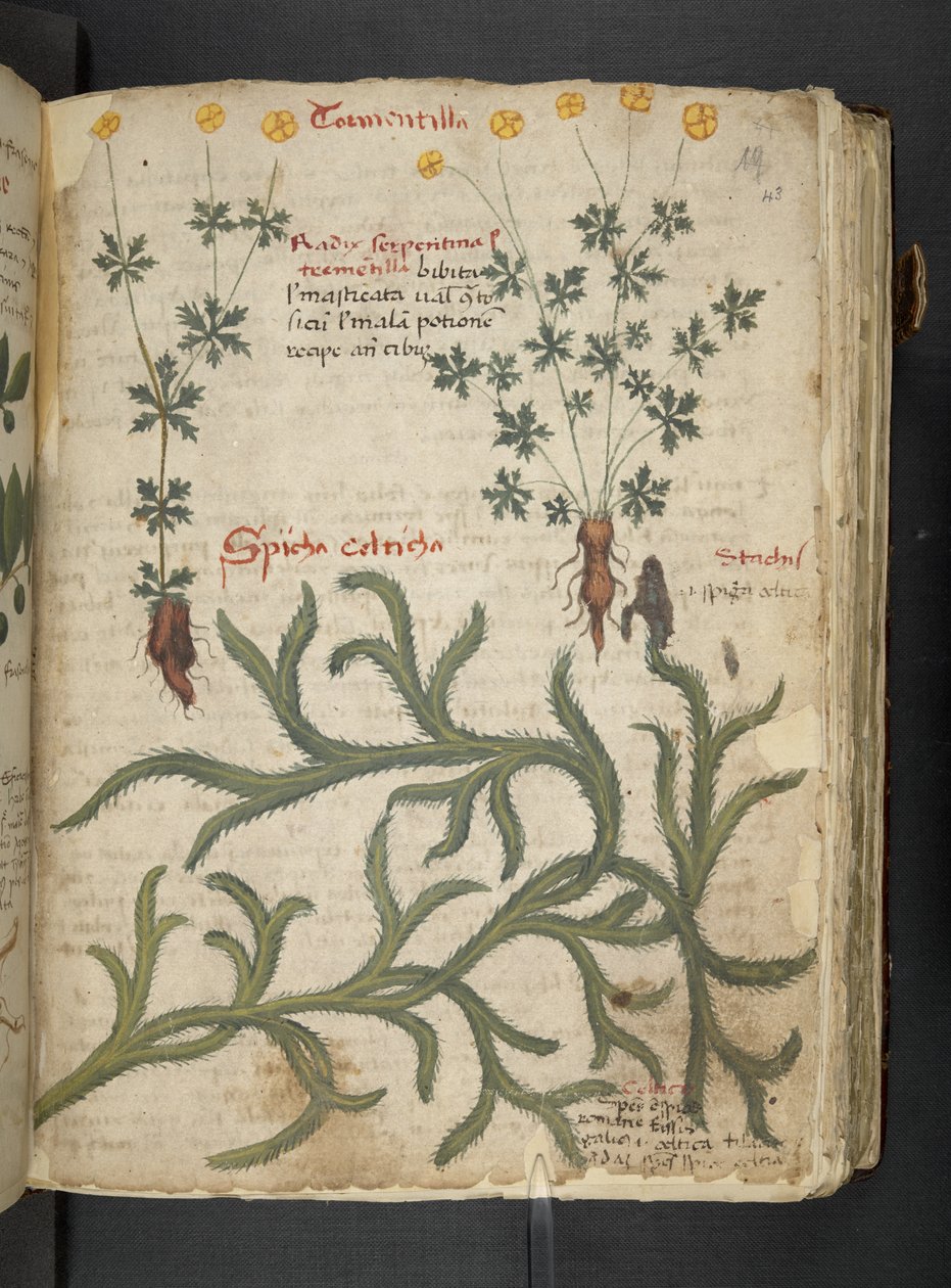添加 MS 41623“草药”，贝卢诺（牛皮纸上的墨水和颜色） 作者 意大利学校