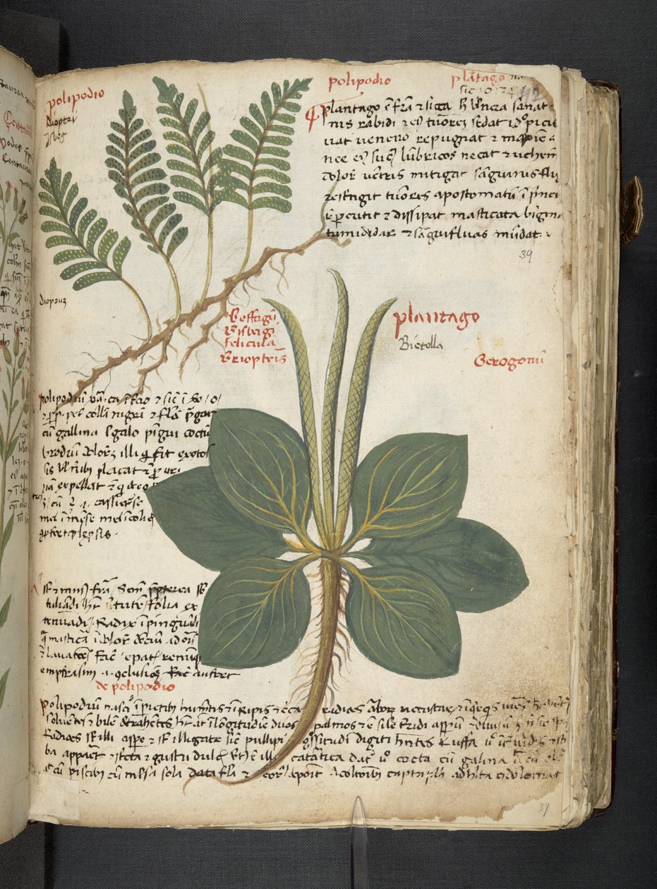 添加 MS 41623 "一味草药"，贝鲁诺（牛皮纸上的墨水和色彩） 作者 意大利学校