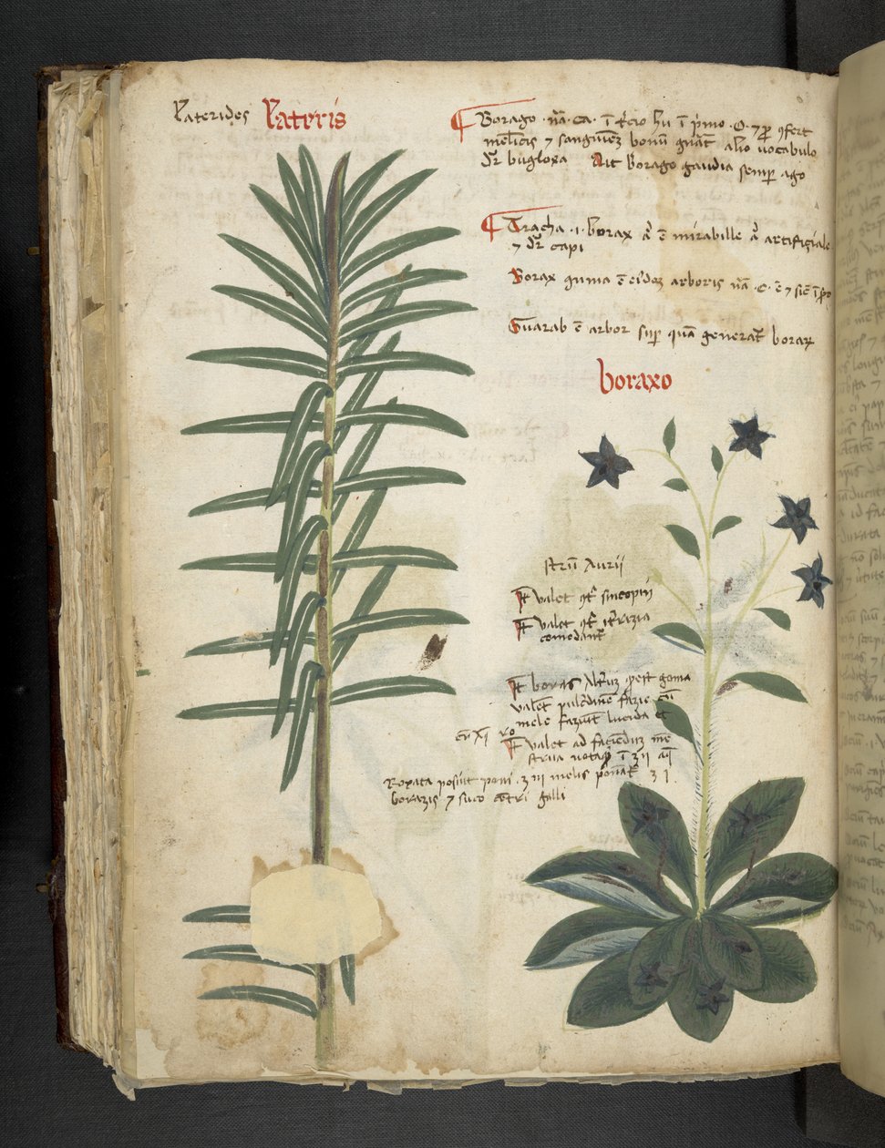 添加来自贝卢诺“草药”的 MS 41623 Boraxo（或“琉璃苣”）（牛皮纸上的墨水和颜色） 作者 意大利学校