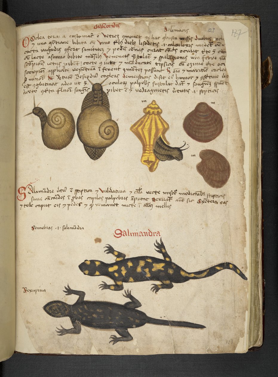 添加 MS 41623 Chiocciole 和 Salamandra，来自贝卢诺的“草药”（牛皮纸上的墨水和颜色） 作者 意大利学校