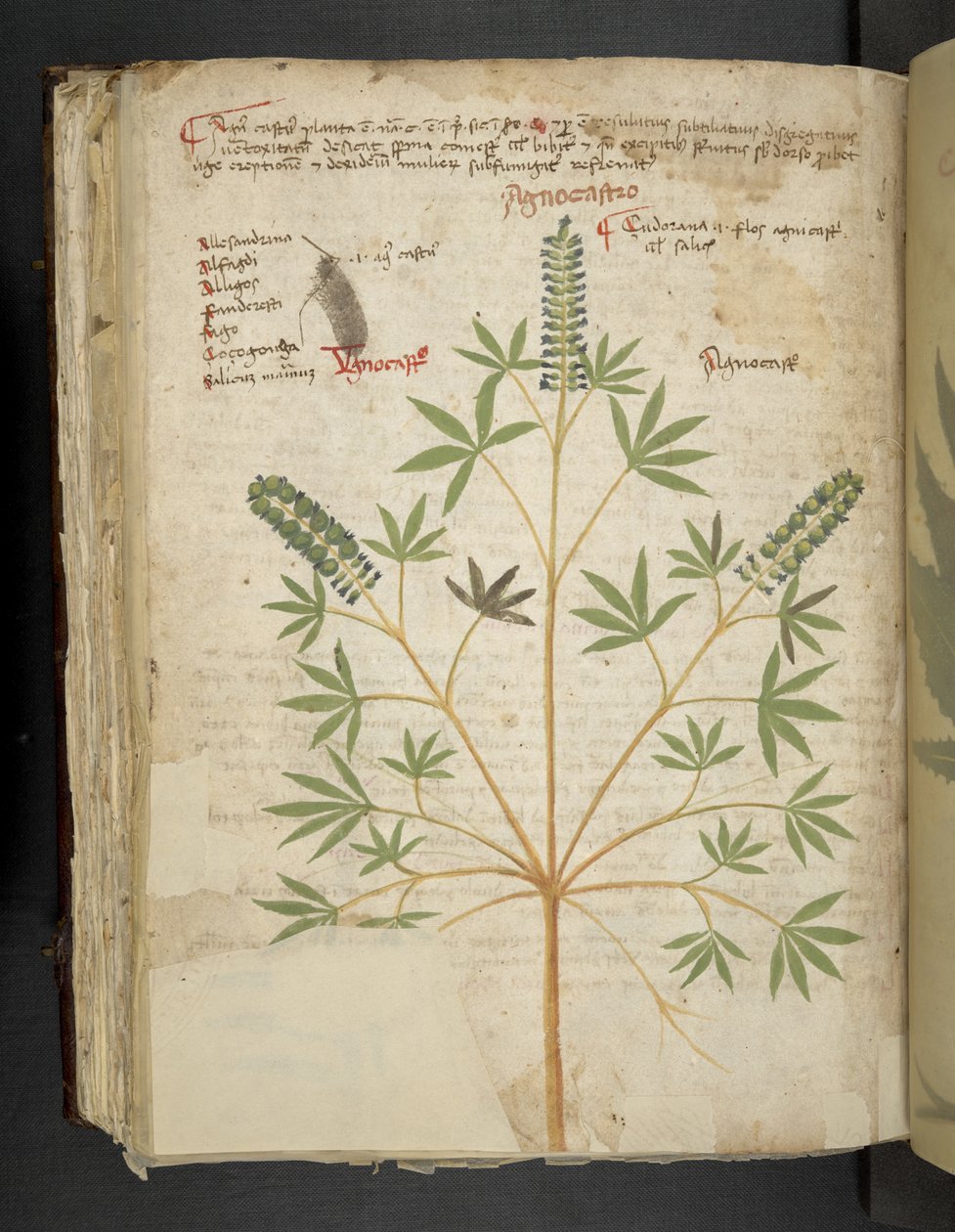 Add MS 41623 f.101v 
