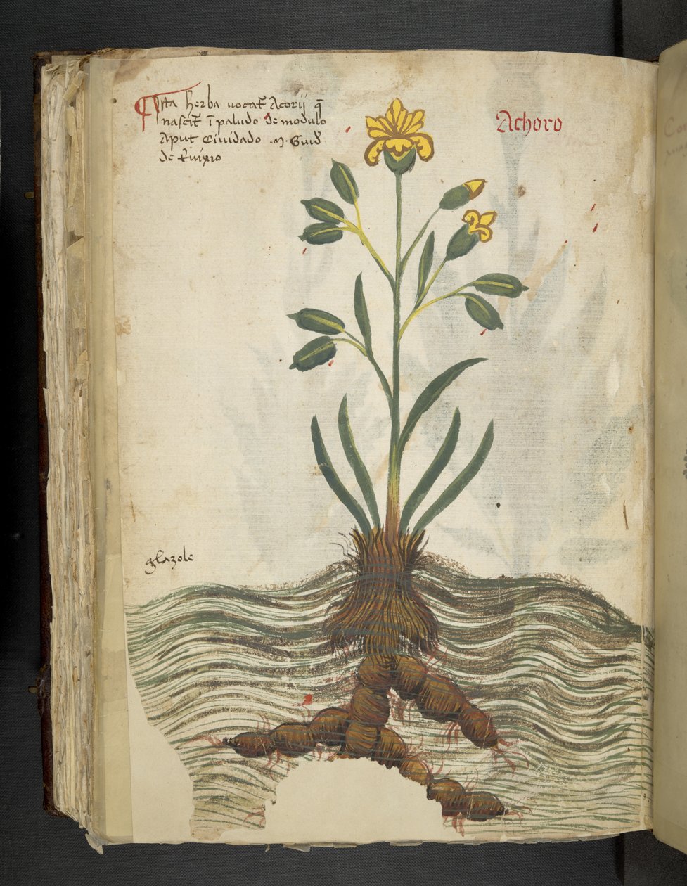 添加 MS 41623 f.102v Achoro，选自贝鲁诺 "A herbal"（牛皮纸上的墨水和色彩） 作者 意大利学校