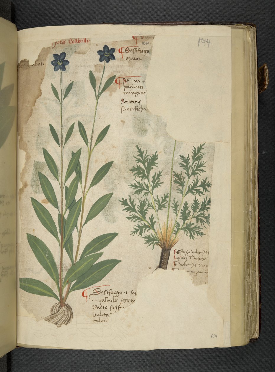 添加 MS 41623 f.104r Sassifraga，来自贝卢诺的“草药”（牛皮纸上的墨水和颜色） 作者 意大利学校