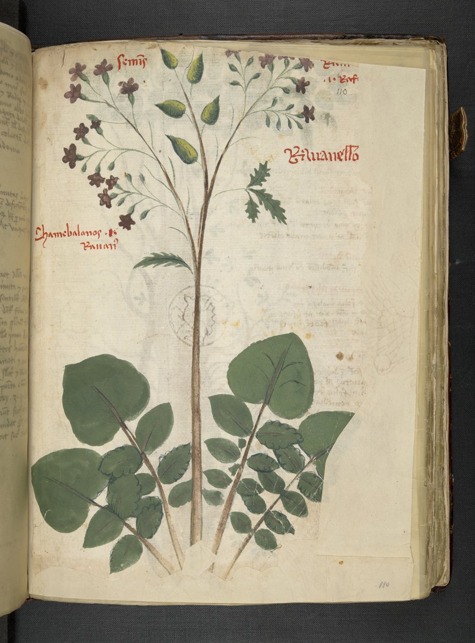 添加 MS 41623 f.110r“草药”，贝卢诺（牛皮纸上的墨水和颜色） 作者 意大利学校