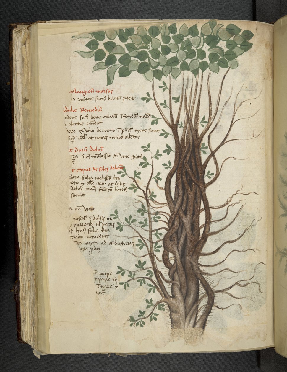 添加 MS 41623 f.110v 红树林，选自贝鲁诺的 "A 草本"（牛皮纸上的墨水和色彩） 作者 意大利学校