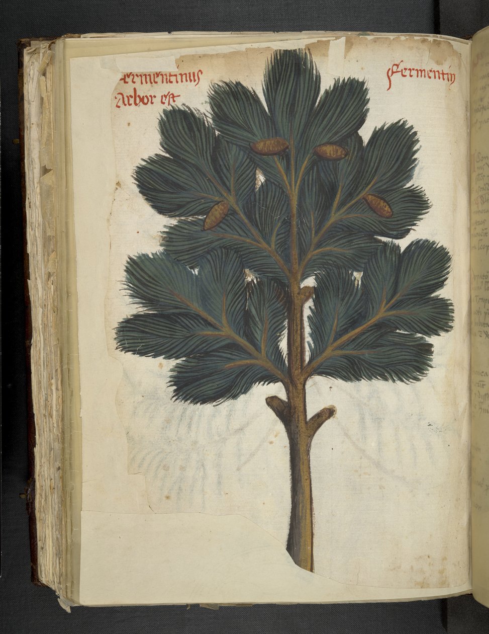 添加 MS 41623 f.111v Pine，选自贝鲁诺的 "A 草本"（牛皮纸上的墨水和色彩） 作者 意大利学校