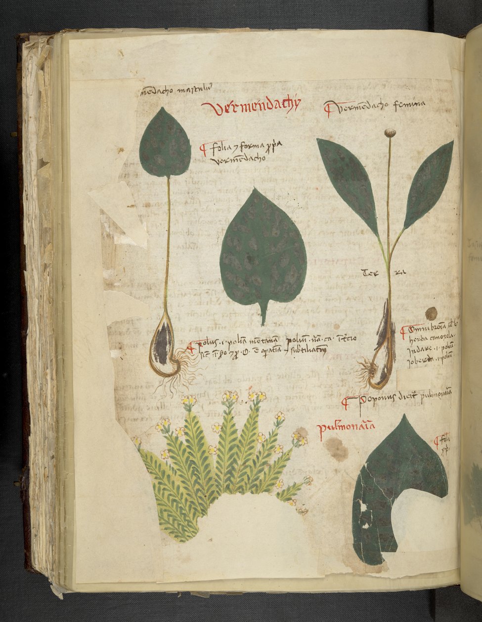 添加 MS 41623 f.112v Pulmonaria，选自贝鲁诺 "A herbal"（牛皮纸上的墨水和色彩） 作者 意大利学校