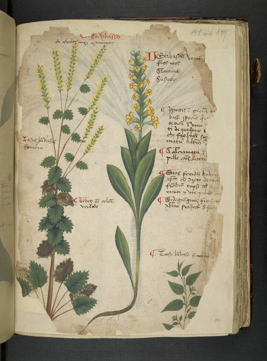 添加 MS 41623 f.113r "一味草药"，贝鲁诺（牛皮纸上的墨水和色彩） 作者 意大利学校