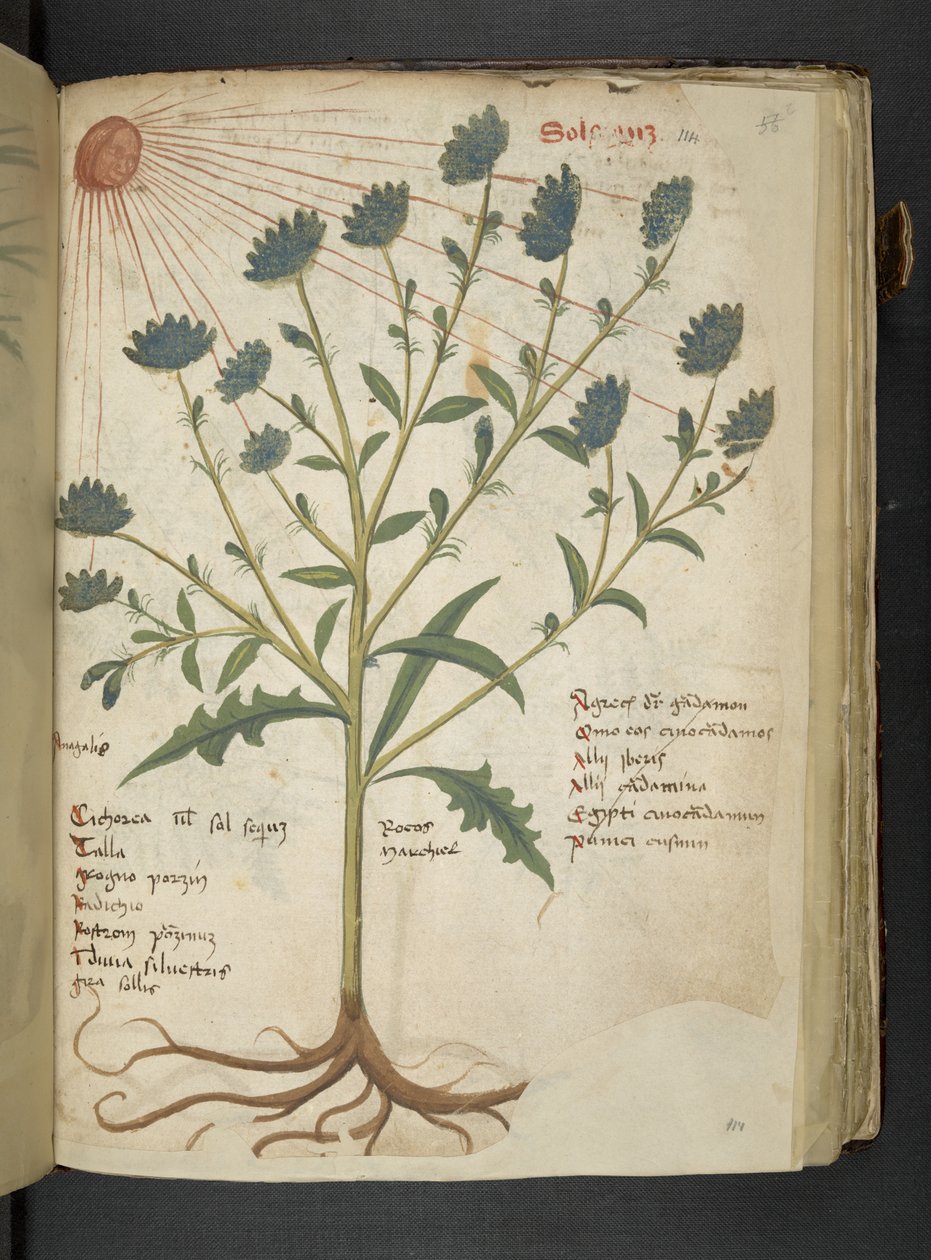 添加 MS 41623 f.114r“草药”，贝卢诺（牛皮纸上的墨水和颜色） 作者 意大利学校