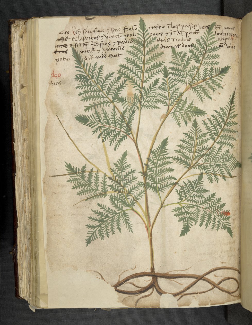 添加 MS 41623 f.114v "一味草药"，贝鲁诺（牛皮纸上的墨水和色彩） 作者 意大利学校