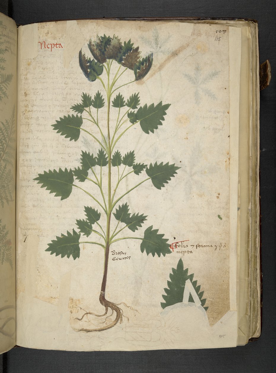 添加 MS 41623 f.115r Nepta，选自贝鲁诺 "A herbal"（牛皮纸上的墨水和色彩） 作者 意大利学校