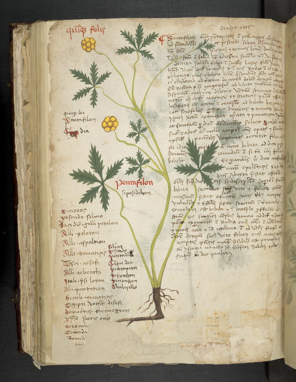添加 MS 41623 f.115v Pentafilon（或 "Potentilla"），选自贝鲁诺的 "A herbal"（牛皮纸上的墨水和彩色）。 作者 意大利学校