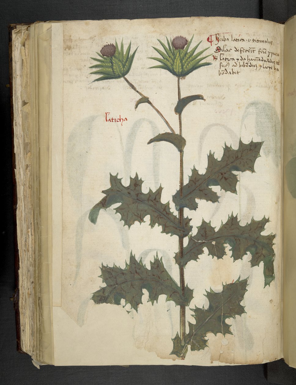 添加 MS 41623 f.117v 蓟“草药”，贝卢诺（牛皮纸上的墨水和颜色） 作者 意大利学校