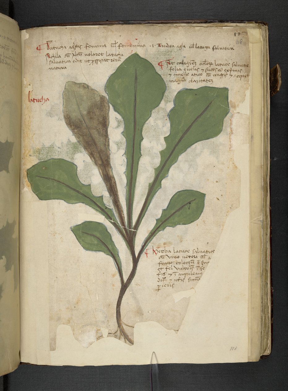 添加 MS 41623 f.118r“草药”，贝卢诺（牛皮纸上的墨水和颜色） 作者 意大利学校