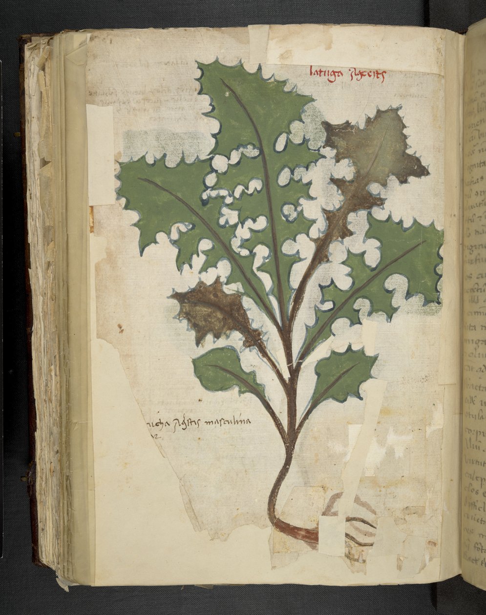 添加 MS 41623 f.118v 蒲公英叶，选自贝鲁诺 "A herbal"（牛皮纸上的墨水和色彩） 作者 意大利学校