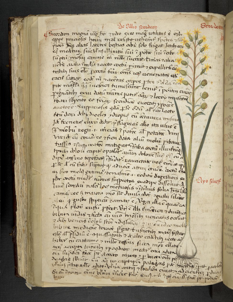添加 MS 41623 f.119v“草药”，贝卢诺（牛皮纸上的墨水和颜色） 作者 意大利学校