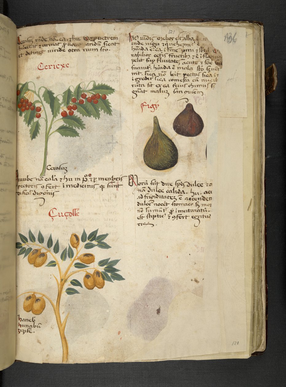 添加 MS 41623 f.121r 果树和无花果，来自贝卢诺的“草药”（牛皮纸上的墨水和颜色） 作者 意大利学校