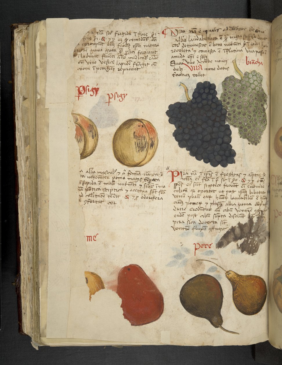 添加 MS 41623 f.121v 水果，选自贝鲁诺的 "一味草药"（牛皮纸上的墨水和色彩） 作者 意大利学校